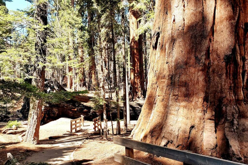 Redwood Retreat, Mountains, Adventure And Nature Ponderosa Exterior photo