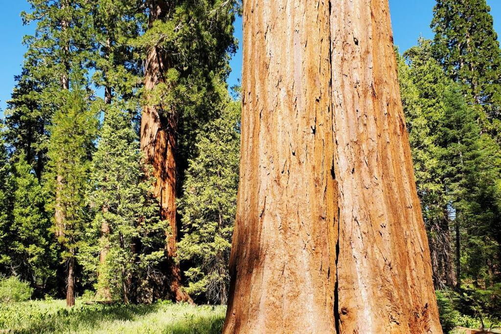 Redwood Retreat, Mountains, Adventure And Nature Ponderosa Exterior photo
