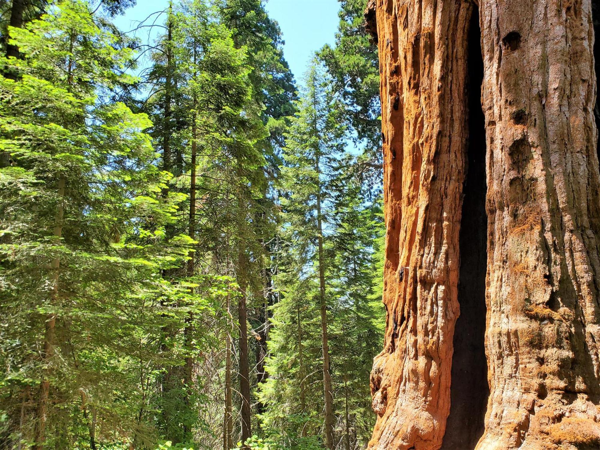 Redwood Retreat, Mountains, Adventure And Nature Ponderosa Exterior photo